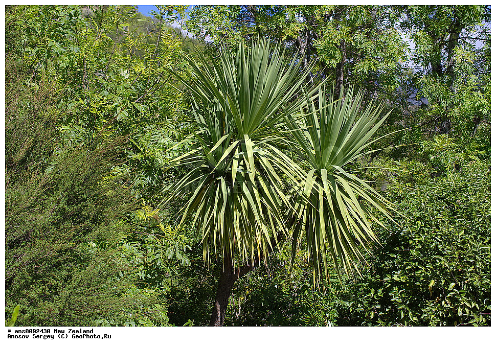 ������ ��������, �����, ��������,  ���������� ��������, ������� ��������, ������, �����, ����� ��������, ����������, Dracaenaceae, �������, Dracaena sp.