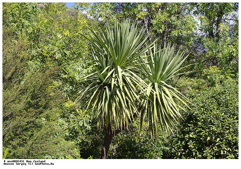 ������ ��������, �����, ��������,  ���������� ��������, ������� ��������, ������, �����, ����� ��������, ����������, Dracaenaceae, �������, Dracaena sp.