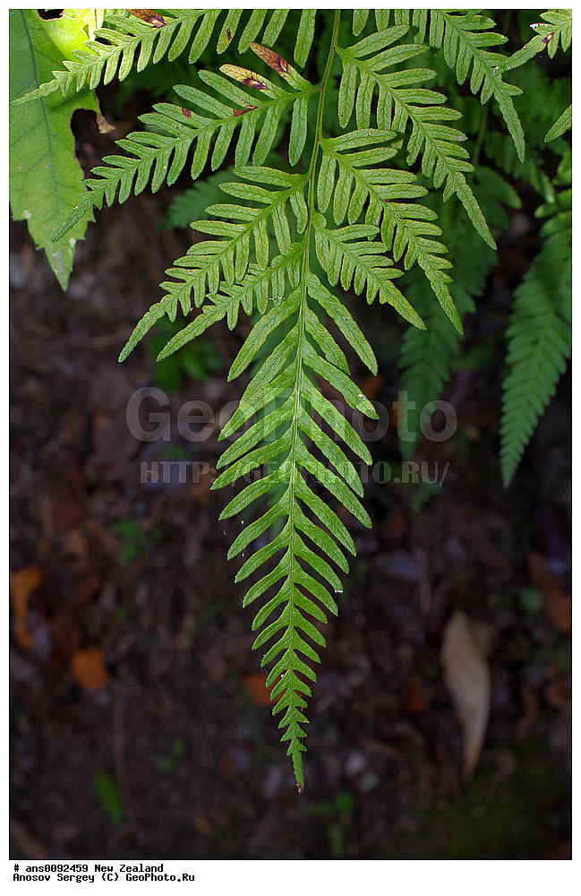 ������ ��������, �����, ��������,  ���������� ��������, ������� ��������, XYZ, ����� ��������, ���������, Cyatheaceae, ������ �����������, ���������� ����������, Cyathea dealbata