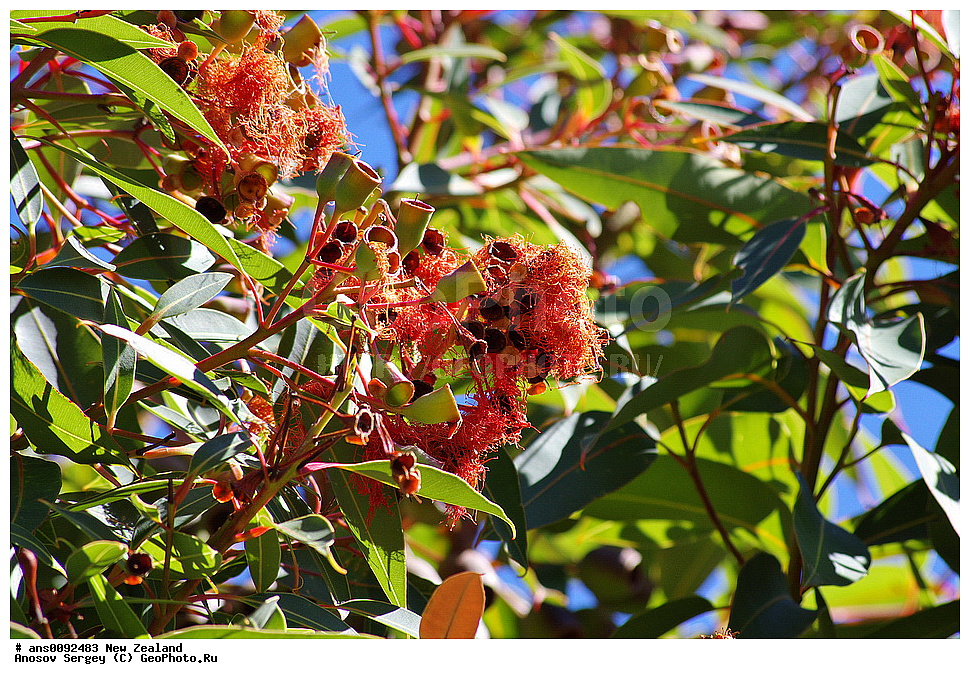 ������ ��������, �����, ��������,  ���������� ��������, ������� ��������, ������, �����, ����� ��������, XYZ, ��������, Myrtaceae, ����������, ������������ ���������, Metrosideros excelsa, Metrosideros tomentosa, ����, �����