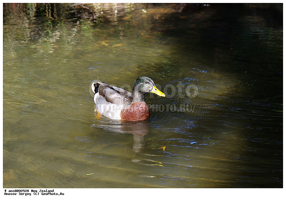 ��������, ��������, �����, �����, ��������, �����������, �����������������, ������������� �����, ������������� �����, XYZ, ����� ��������, ������, Anatidae, ������, Anas platyrhynchos