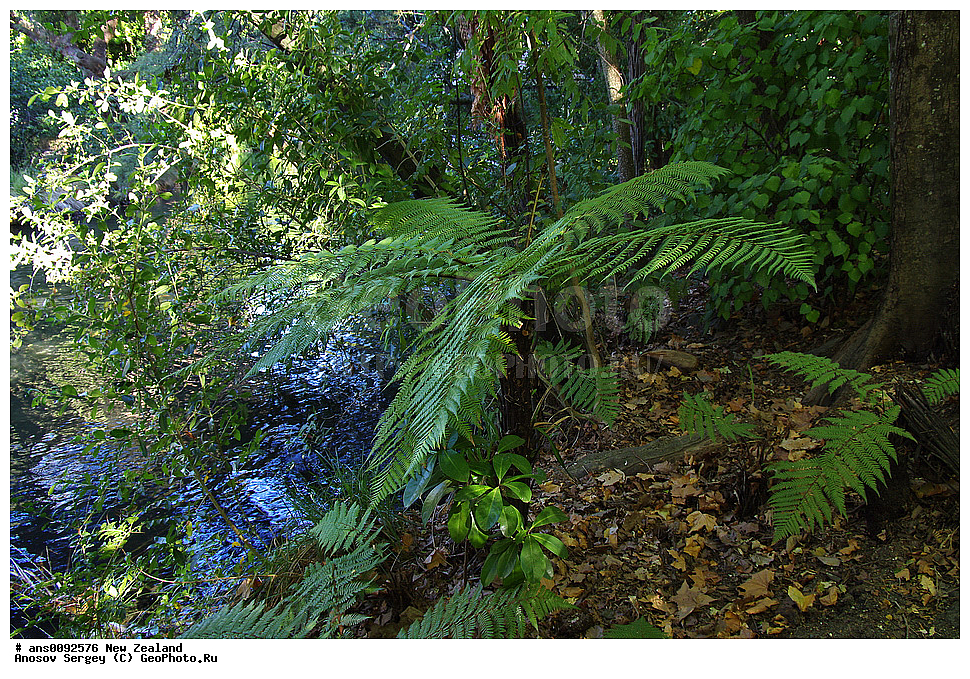 ������ ��������, �����, ��������,  ���������� ��������, ������� ��������, XYZ, ����� ��������, ���������, Cyatheaceae, ������ �����������, ���������� ����������, Cyathea dealbata