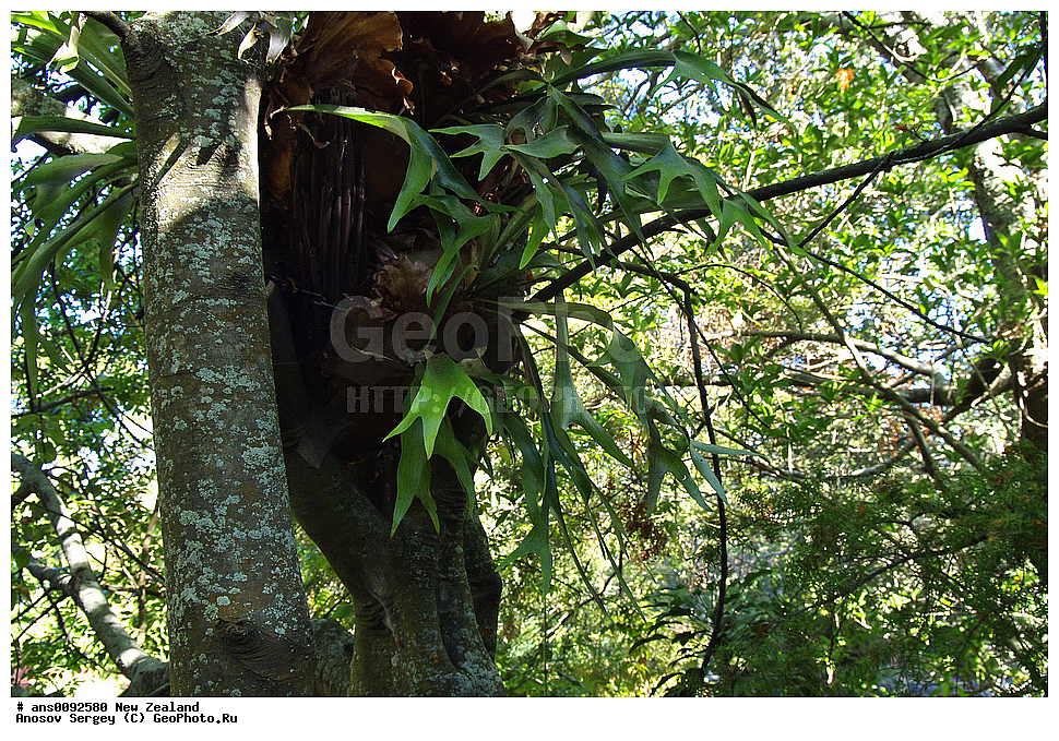 ������ ��������, �����, ��������,  ���������� ��������, ������� ��������, ����� ��������, �������������, ������������, Polypodiaceae, �����������, ������ ���, ���������, Platycerium sp.