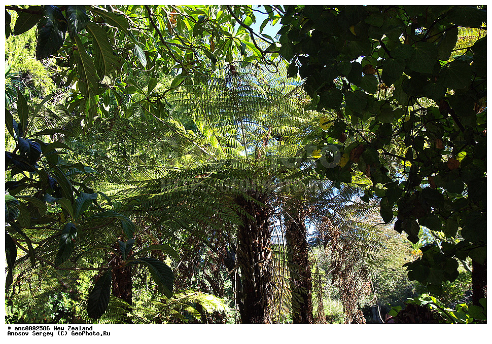 ������ ��������, �����, ��������,  ���������� ��������, ������� ��������, XYZ, ����� ��������, ���������, Cyatheaceae, ������ �����������, ���������� ����������, Cyathea dealbata