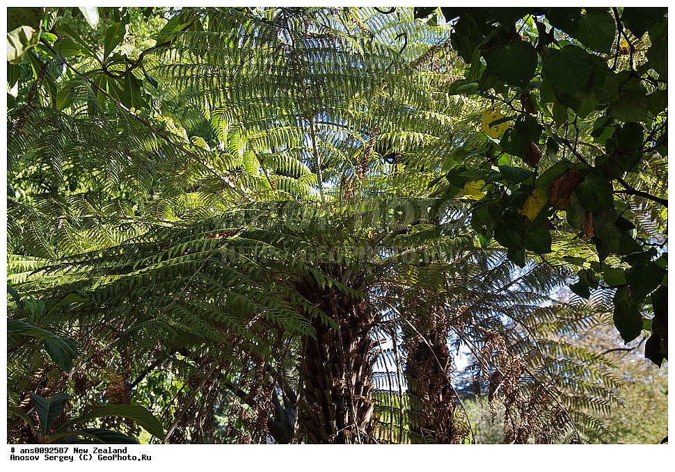 ������ ��������, �����, ��������,  ���������� ��������, ������� ��������, XYZ, ����� ��������, ���������, Cyatheaceae, ������ �����������, ���������� ����������, Cyathea dealbata