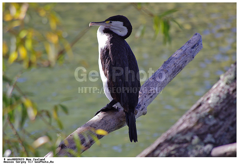 ��������, ��������, �����, �����, ��������, �����������, ������� �����, ������� �����, XYZ, ����� ��������, ����������, Phalacrocoracidae, ϸ����� ������, ������� ������, Phalacrocorax varius