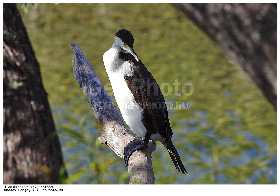 ��������, ��������, �����, �����, ��������, �����������, ������� �����, ������� �����, XYZ, ����� ��������, ����������, Phalacrocoracidae, ϸ����� ������, ������� ������, Phalacrocorax varius