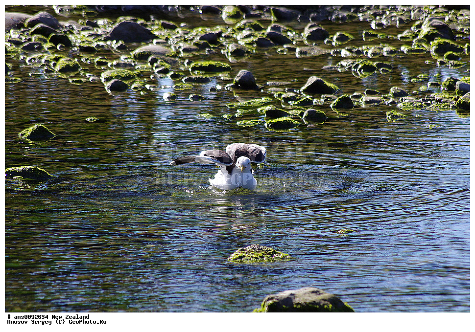 ��������, ��������, �����, �����, ��������, �����������, ������� �����, ������� �����, XYZ, ����� ��������, ��������, Laridae, ������������� �����, Larus dominicanus