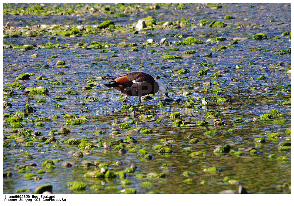 ��������, ��������, �����, �����, ��������, �����������, �����������������, ������������� �����, ������������� �����, XYZ, ����� ��������, ������, Anatidae �������������� �����, �������������� �������, Tadorna variegata