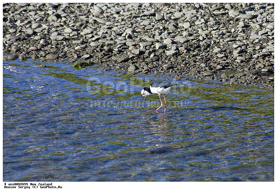 ��������, ��������, �����, �����, ��������, �����������, �����, ������, XYZ, ����� ��������, �������������, Recurvirostridae, ����������, Himantopus himantopus