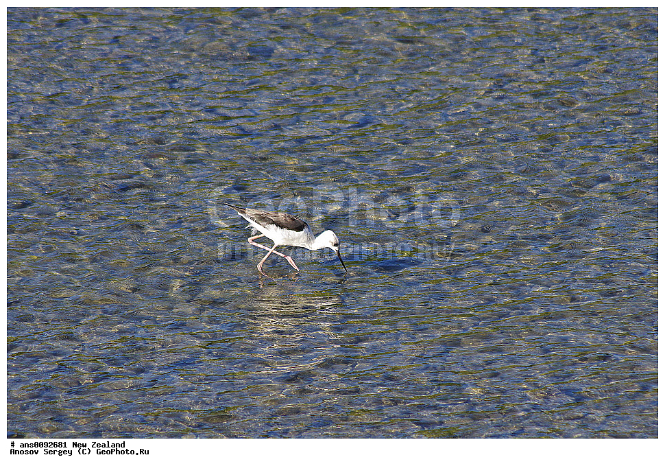 ��������, ��������, �����, �����, ��������, �����������, �����, ������, XYZ, ����� ��������, �������������, Recurvirostridae, ����������, Himantopus himantopus