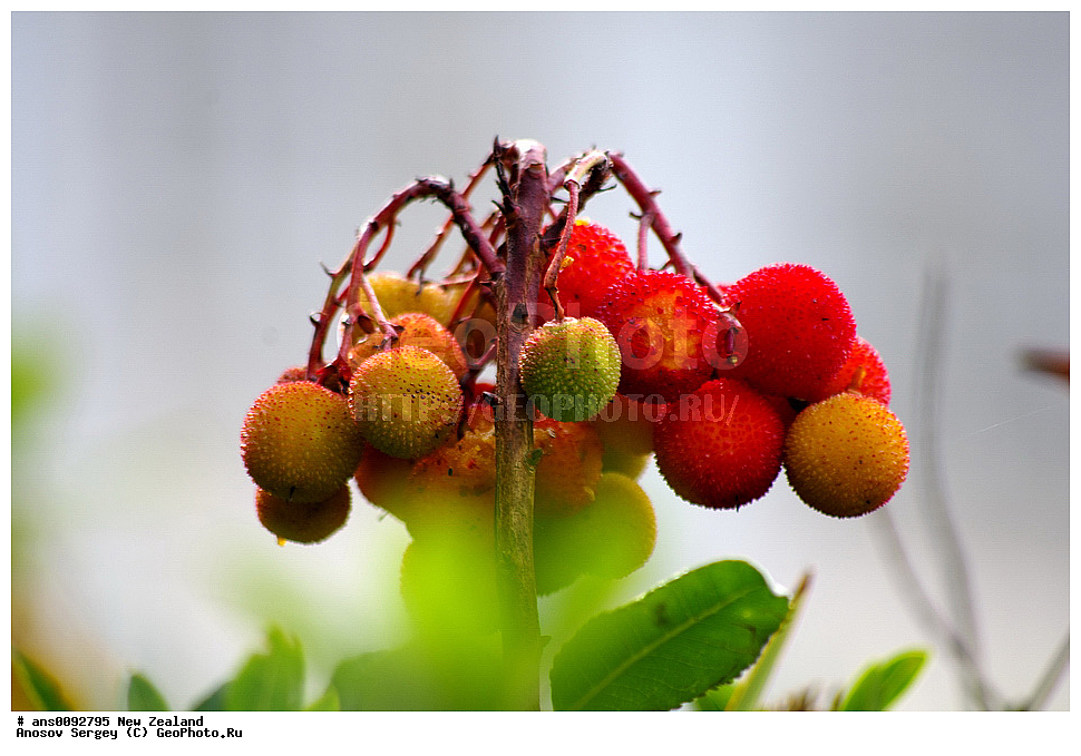 ������ ��������, �����, ��������,  ���������� ��������, ������� ��������, ����, �����, ����� ��������, XYZ, ����������, Sapindaceae, ��������� ����, ����, Litchi chinensis