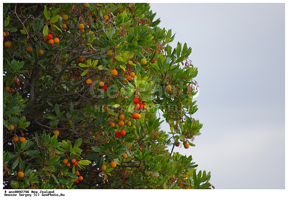 ������ ��������, �����, ��������,  ���������� ��������, ������� ��������, ����, �����, ����� ��������, XYZ, ����������, Sapindaceae, ��������� ����, ����, Litchi chinensis