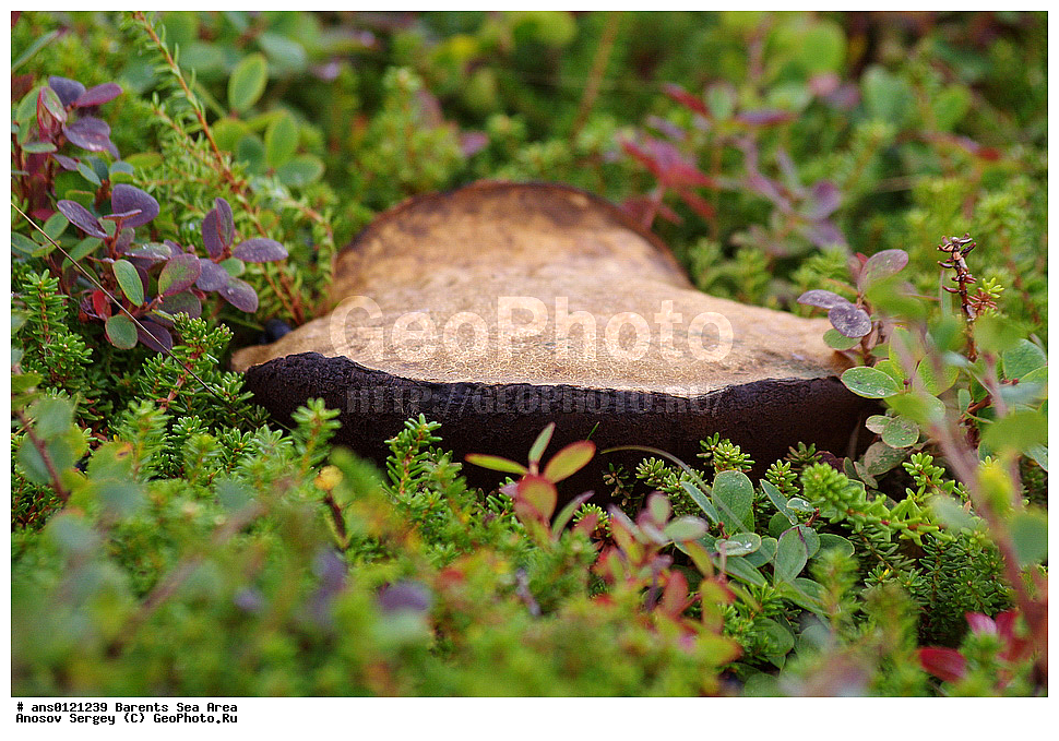 �����, ��������, ������, ���������, �����, ��������� �����, ������� �����, ��������� ����, �����, ���������� �������, ������