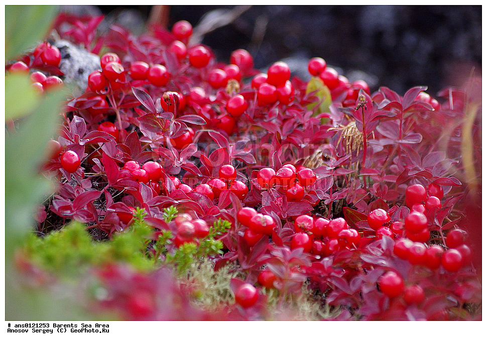 �����, ��������, ������, ���������, �����, ��������� �����, ������� �����, ��������� ����, �����, ������ ��������, �����, ��������,  ���������� ��������, XYZ, ���������, Cornaceae, ĸ��� ��������, ����� ��������, ������� ��������, Chamaepericlymenum suecicum, Cornus suecica, �����, �����, ���������� �������, ������