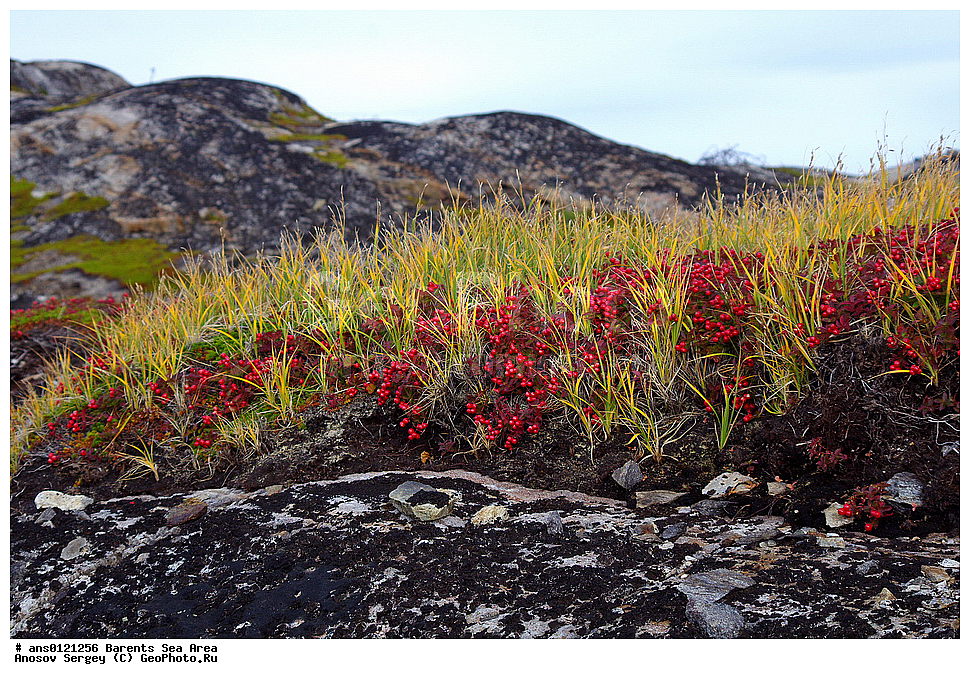 �����, ��������, ������, ���������, �����, ��������� �����, ������� �����, ��������� ����, �����, ������ ��������, �����, ��������,  ���������� ��������, XYZ, ���������, Cornaceae, ĸ��� ��������, ����� ��������, ������� ��������, Chamaepericlymenum suecicum, Cornus suecica, �����, �����, ���������� �������, ������