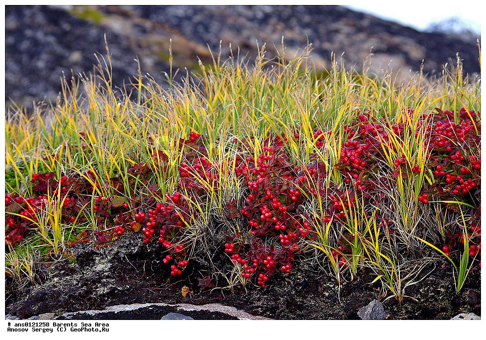 �����, ��������, ������, ���������, �����, ��������� �����, ������� �����, ��������� ����, �����, ������ ��������, �����, ��������,  ���������� ��������, XYZ, ���������, Cornaceae, ĸ��� ��������, ����� ��������, ������� ��������, Chamaepericlymenum suecicum, Cornus suecica, �����, �����, ���������� �������, ������