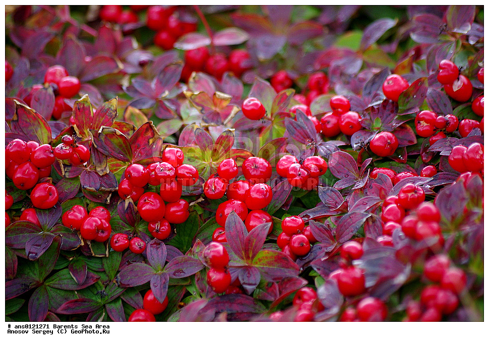 �����, ��������, ������, ���������, �����, ��������� �����, ������� �����, ��������� ����, �����, ������ ��������, �����, ��������,  ���������� ��������, XYZ, ���������, Cornaceae, ĸ��� ��������, ����� ��������, ������� ��������, Chamaepericlymenum suecicum, Cornus suecica, �����, �����, ���������� �������, ������