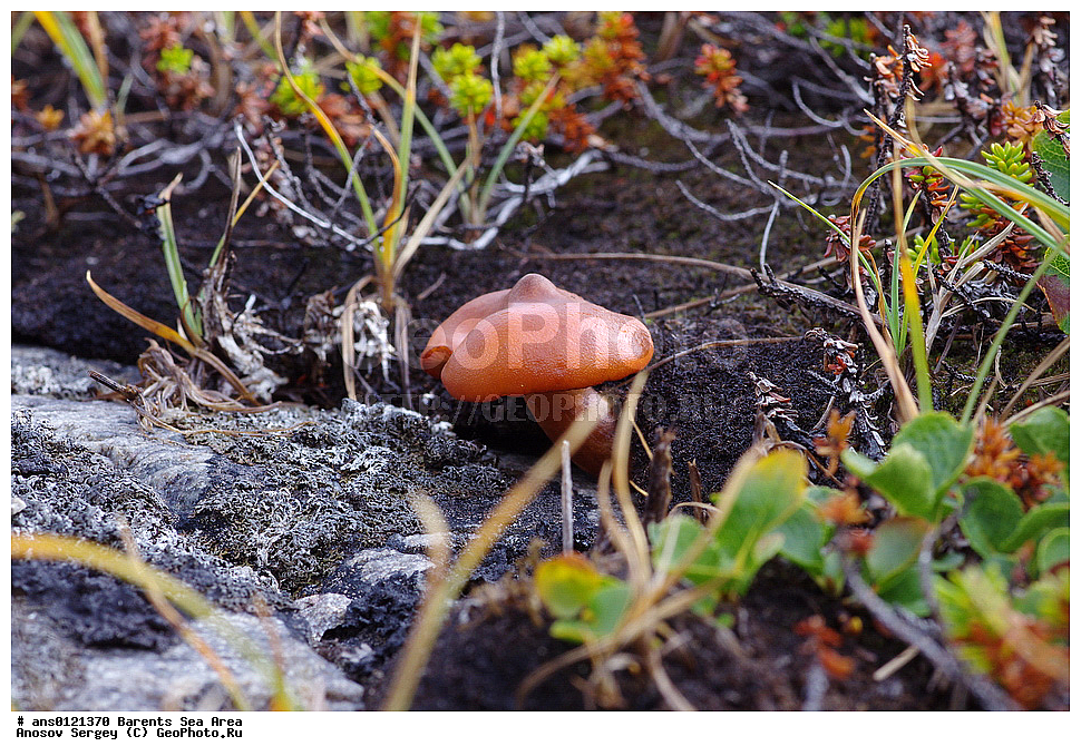 �����, ��������, ������, ���������, �����, ��������� �����, ������� �����, ��������� ����, �����, ���������� �������, ������