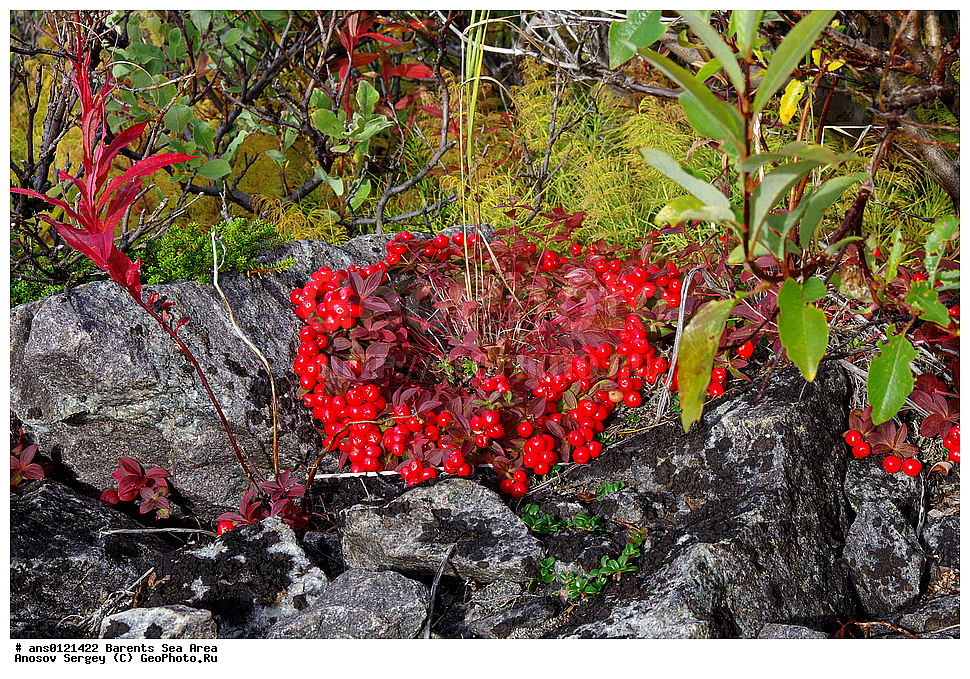 �����, ��������, ������, ���������, �����, ��������� �����, ������� �����, ��������� ����, �����, ������ ��������, �����, ��������,  ���������� ��������, XYZ, ���������, Cornaceae, ĸ��� ��������, ����� ��������, ������� ��������, Chamaepericlymenum suecicum, Cornus suecica, �����, �����, ���������� �������, ������