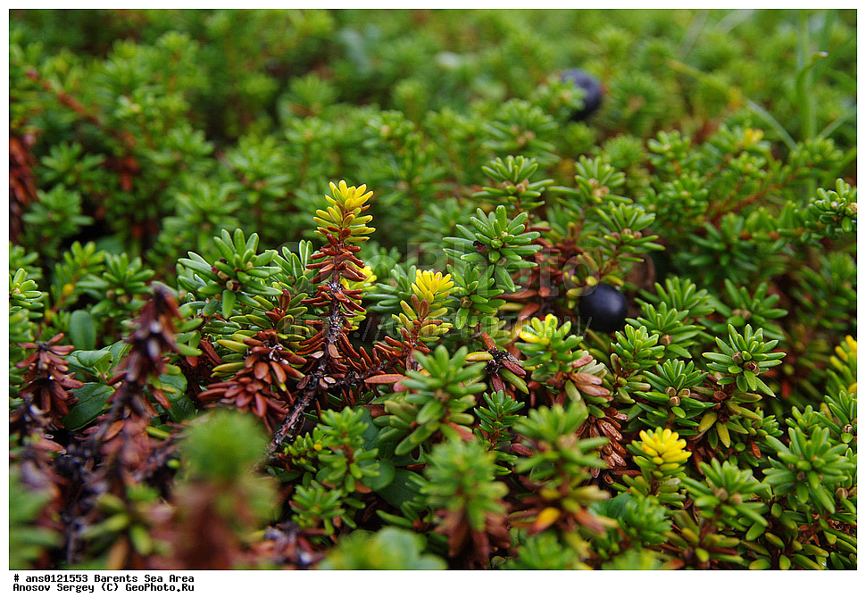 �����, ��������, ������, ���������, �����, ��������� �����, ������� �����, ��������� ����, �����, ������ ��������, �����, ��������,  ���������� ��������, XYZ, ����������, Ericaceae, ����� ������, �����, �������� ������, �������� ������, �������� ������, �������� ������, Empetrum nigrum, �����, �����, ���������� �������, ������