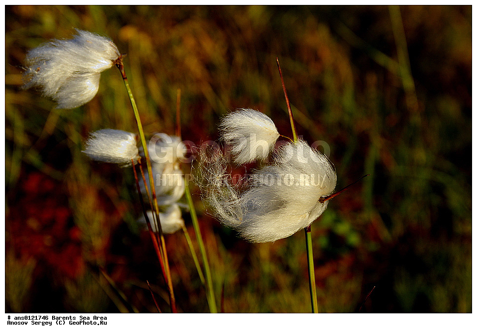 �����, ��������, ������, ���������, �����, ��������� �����, ������� �����, ��������� ����, �����, ���������� �������, ������