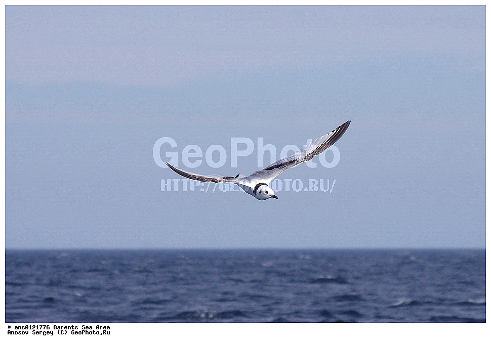 �����, ��������, ������, ���������, �����, ��������� �����, ������� �����, ��������� ����, ��������, ��������, �����, �����, ��������, �����������, ������� �����, ������� �����, XYZ, ��������, Laridae, ������, Rissa tridactyla, ���������� �������, ������