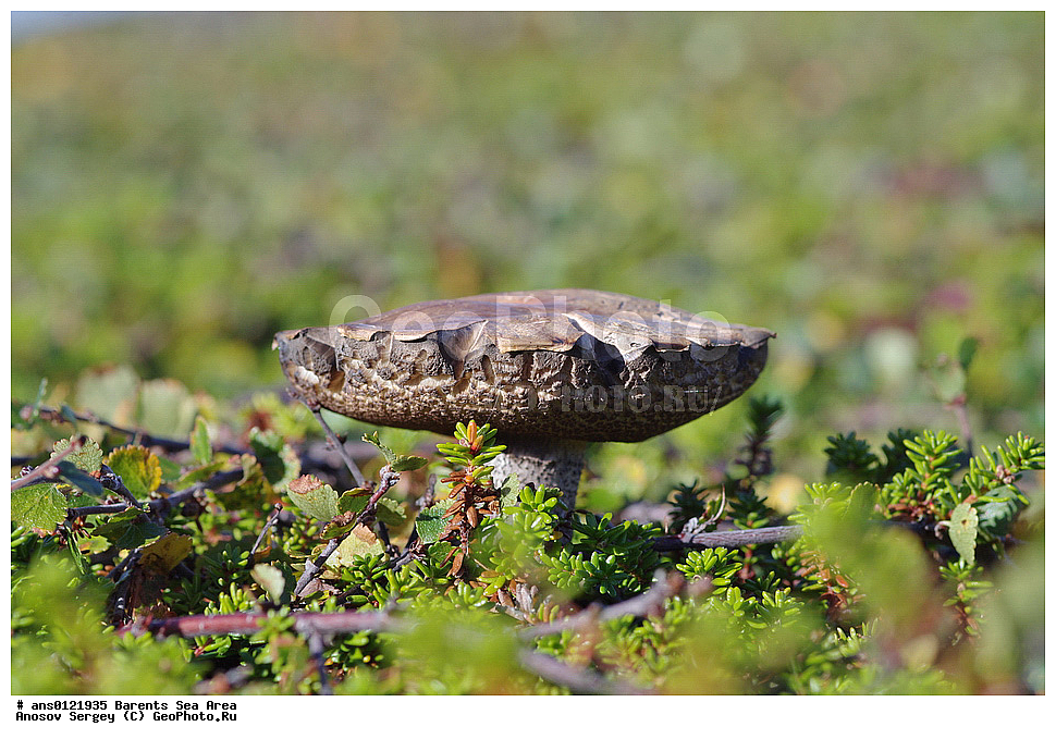 �����, ��������, ������, ���������, �����, ��������� �����, ������� �����, ��������� ����, �����, ���������� �������, ������