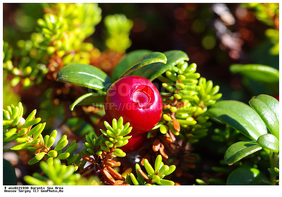 �����, ��������, ������, ���������, �����, ��������� �����, ������� �����, ��������� ����, �����, ������ ��������, �����, ��������,  ���������� ��������, XYZ, ����������, Ericaceae, ��������, Vaccinium vitis-idaea, �����, �����, ���������� �������, ������