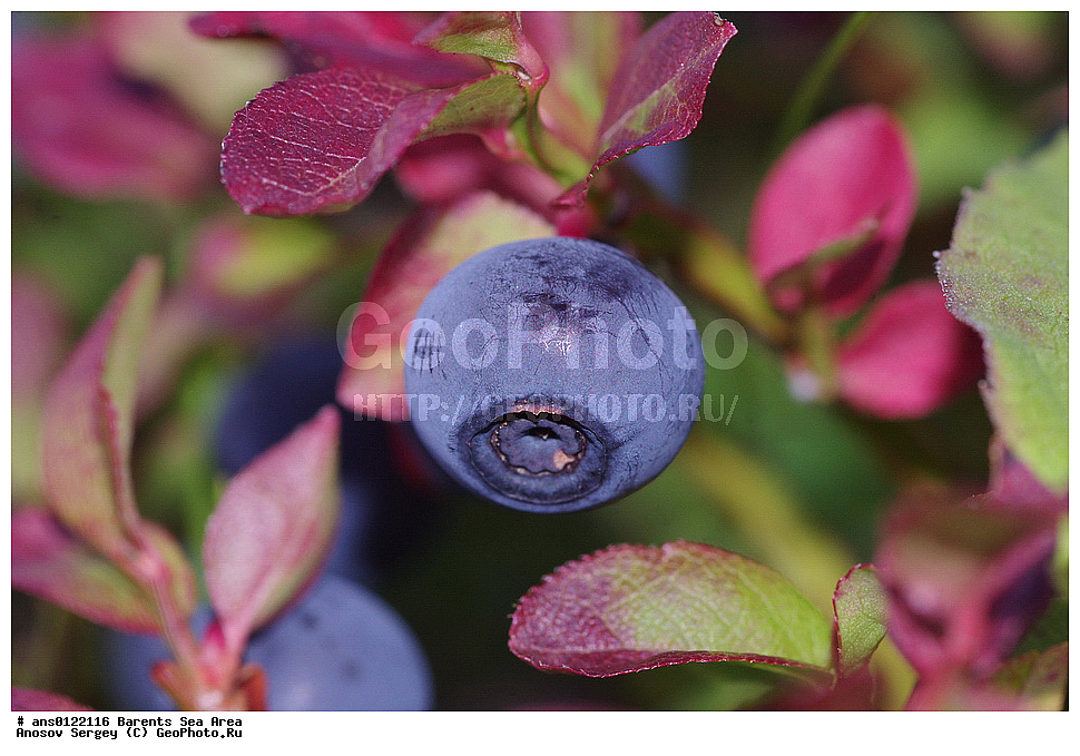 �����, ��������, ������, ���������, �����, ��������� �����, ������� �����, ��������� ����, �����, ���������� �������, ������