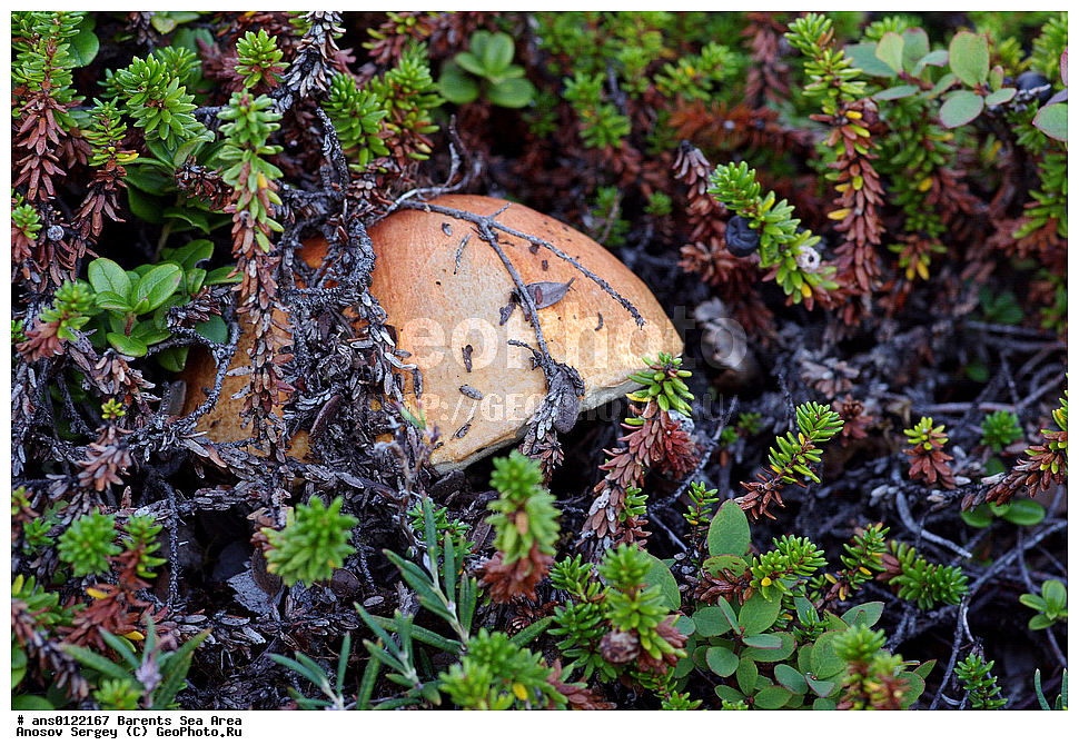 �����, ��������, ������, ���������, �����, ��������� �����, ������� �����, ��������� ����, �����, ���������� �������, ������