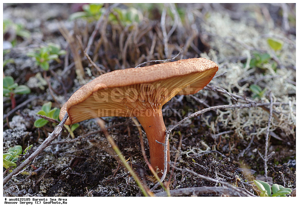 �����, ��������, ������, ���������, �����, ��������� �����, ������� �����, ��������� ����, �����, ���������� �������, ������