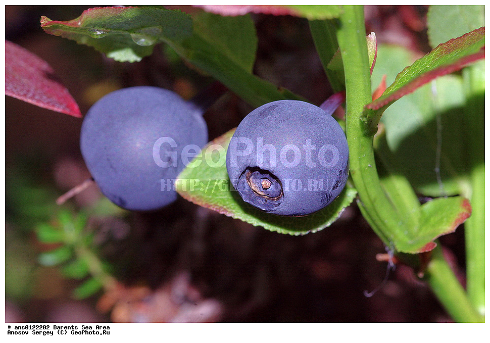 �����, ��������, ������, ���������, �����, ��������� �����, ������� �����, ��������� ����, �����, ���������� �������, ������