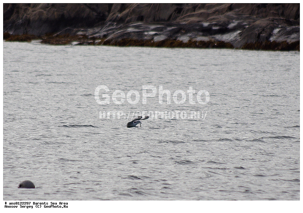 �����, ��������, ������, ���������, �����, ��������� �����, ������� �����, ��������� ����, ��������, ��������, �����, �����, ��������, �����������, ������� �����, ������� �����, XYZ, ��������, Laridae, ������, Rissa tridactyla, ���������� �������, ������