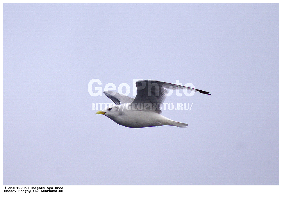 �����, ��������, ������, ���������, �����, ��������� �����, ������� �����, ��������� ����, ��������, ��������, �����, �����, ��������, �����������, ������� �����, ������� �����, XYZ, ��������, Laridae, ����������� �����, Larus argentatus, ���������� �������, ������