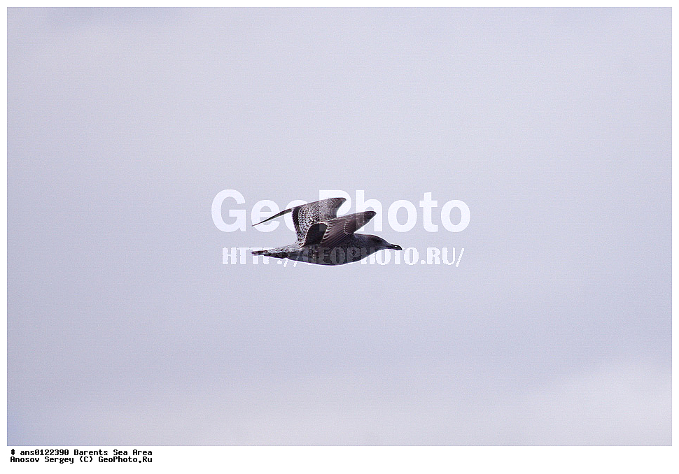 �����, ��������, ������, ���������, �����, ��������� �����, ������� �����, ��������� ����, ��������, ��������, �����, �����, ��������, �����������, ������� �����, ������� �����, XYZ, ��������, Laridae, ����������� �����, Larus argentatus, ���������� �������, ������