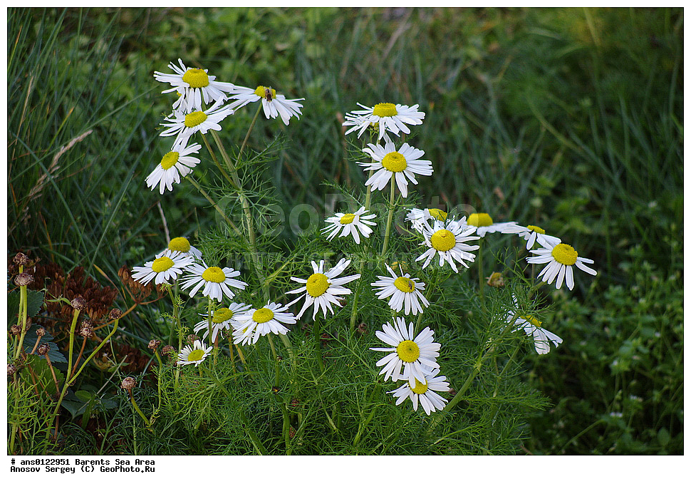 �����, ��������, ������, ���������, �����, ��������� �����, ������� �����, ��������� ����, �����, ���������� �������, ������