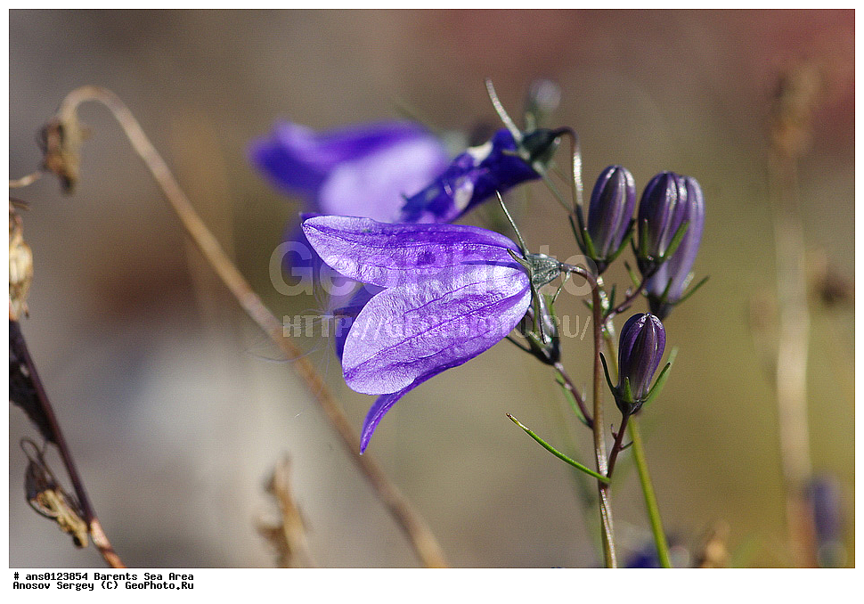 �����, ��������, ������, ���������, �����, ��������� �����, ������� �����, ��������� ����, �����, ���������� �������, ������