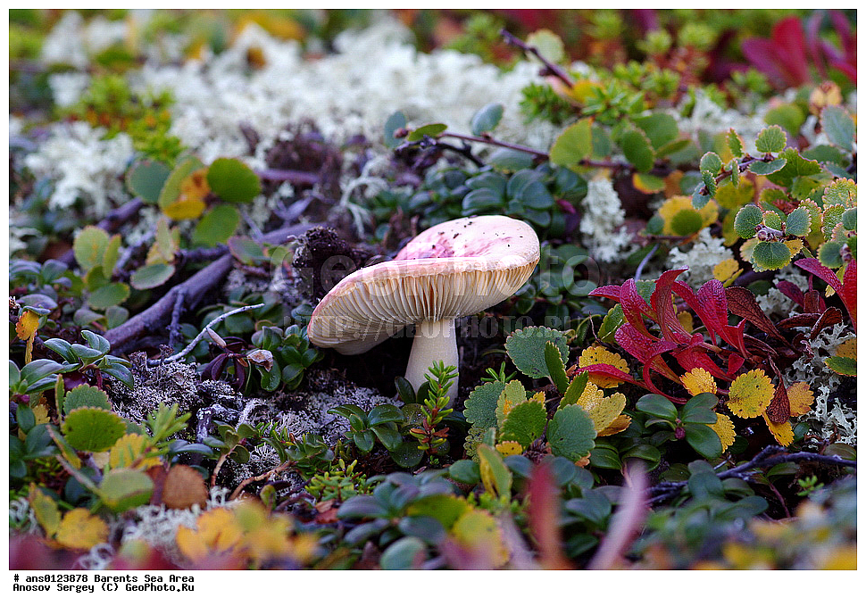 �����, ��������, ������, ���������, �����, ��������� �����, ������� �����, ��������� ����, �����, ���������� �������, ������