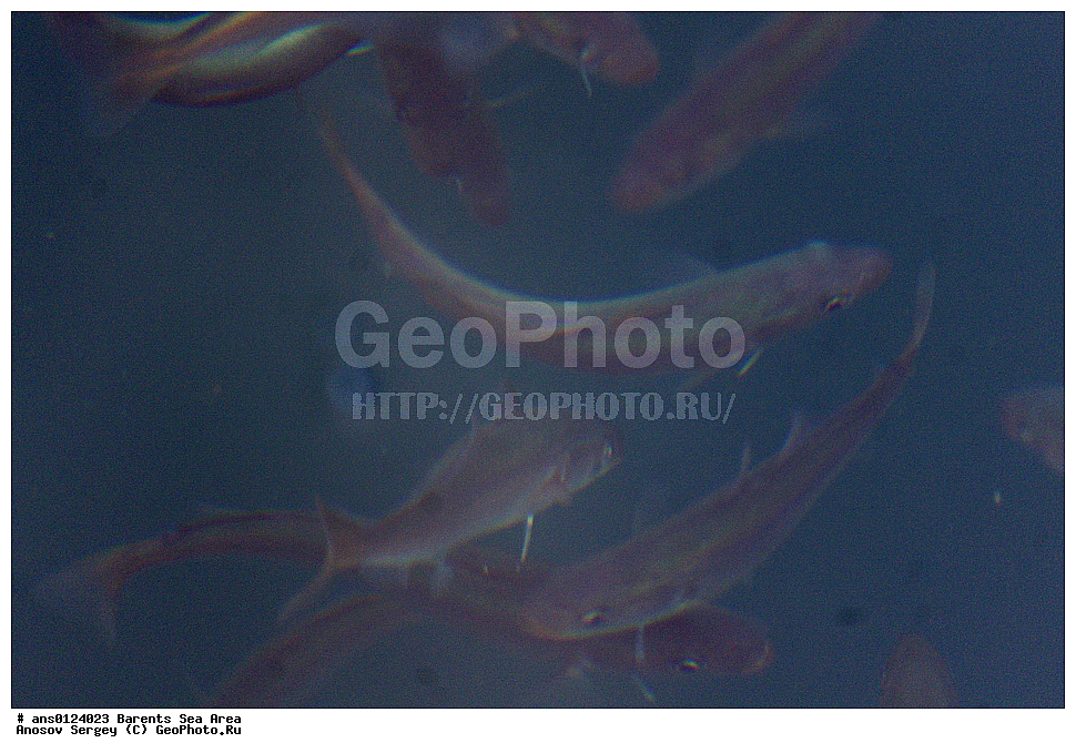 �����, ��������, ������, ���������, �����, ��������� �����, ������� �����, ��������� ����, ���������� �������, ������