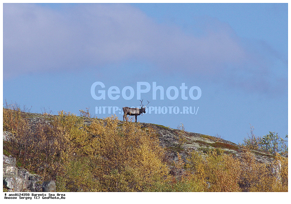 �����, ��������, ������, ���������, �����, ��������� �����, ������� �����, ��������� ����, ��������, ��������, �������������, �������������, �����, �����, XYZ,��������, ������, Cervidae, �������� �����, ������, Rangifer tarandus, ���������� �������, ������