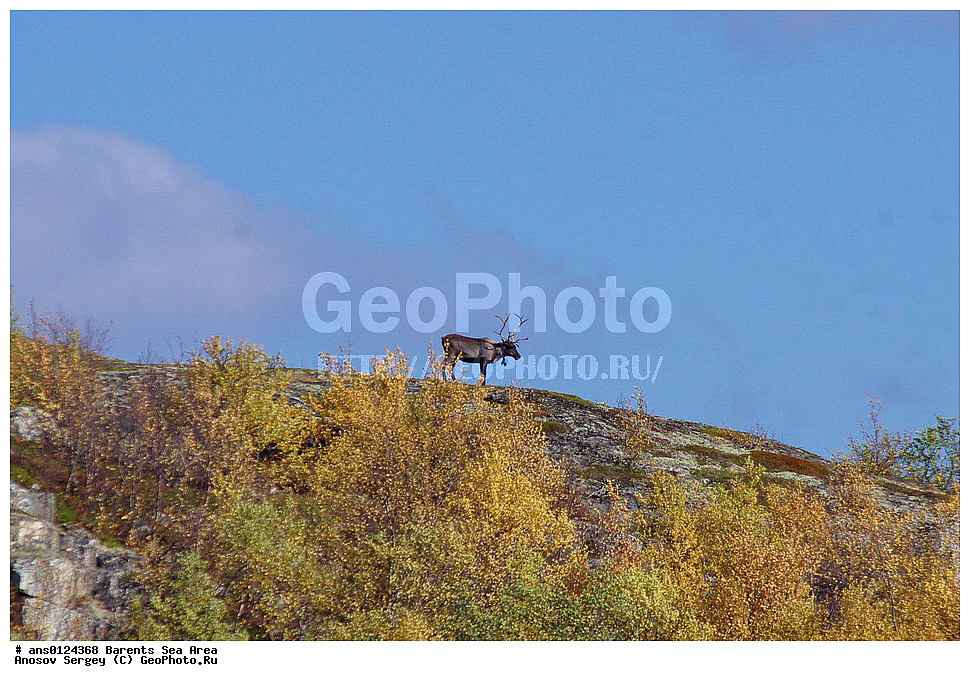 �����, ��������, ������, ���������, �����, ��������� �����, ������� �����, ��������� ����, ��������, ��������, �������������, �������������, �����, �����, XYZ,��������, ������, Cervidae, �������� �����, ������, Rangifer tarandus, ���������� �������, ������