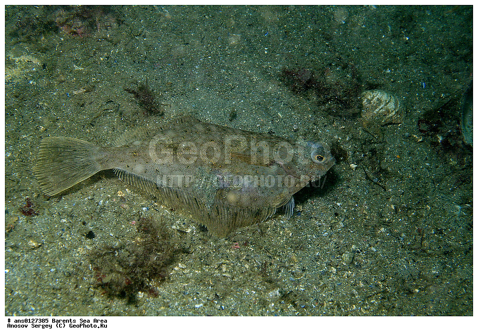 �����, ��������, ��������, ����, ����, ��������� ������, ��������� ����, ����������, �������������� �������, Pleuronectidae, ���������� �������, ������