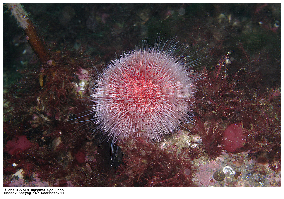 �����, ��������, ��������, ��������� ������, ��������� ����, ������� ��, ���������� �������, ������