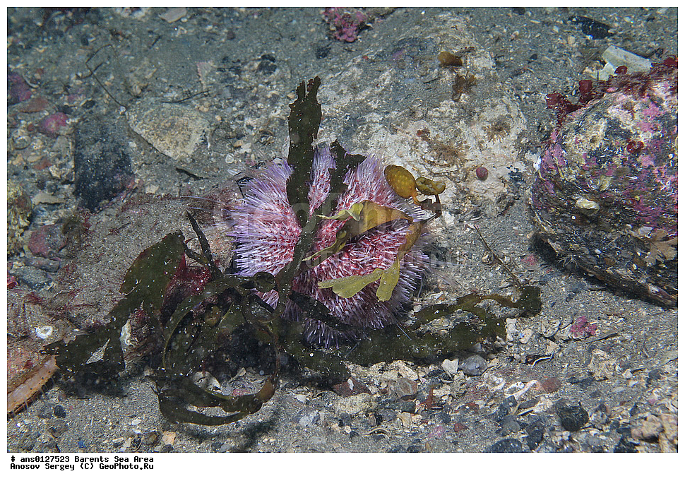 �����, ��������, ��������, ��������� ������, ��������� ����, ������� ��, ���������� �������, ������