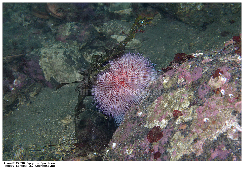 �����, ��������, ��������, ��������� ������, ��������� ����, ������� ��, ���������� �������, ������