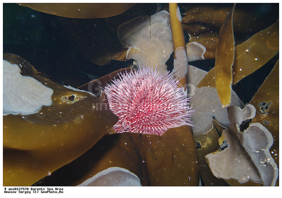 �����, ��������, ��������, ��������� ������, ��������� ����, ������� ��, ���������� �������, ������