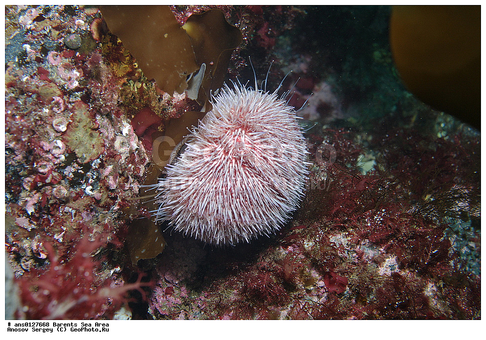 �����, ��������, ��������, ��������� ������, ��������� ����, ������� ��, ���������� �������, ������