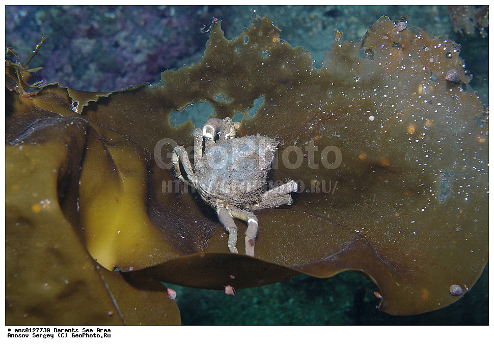 �����, ��������, ��������, ��������� ������, XYZ, ��������� ����, Oregoniidae, ������-������������� ����-����, ����-���� ���� �������, Hyas araneus, ���������� �������, ������