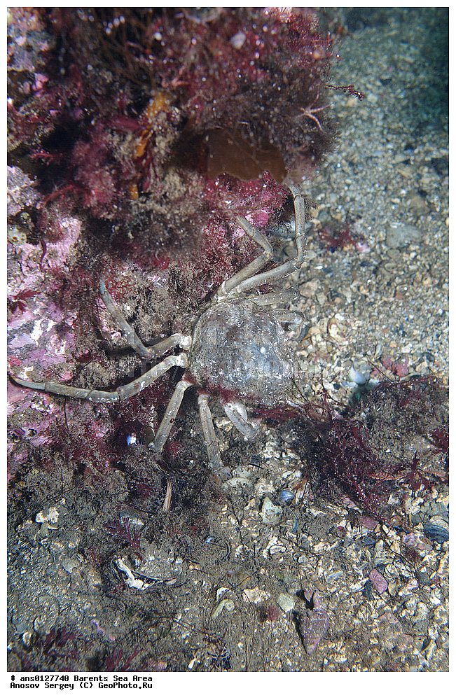 �����, ��������, ��������, ��������� ������, XYZ, ��������� ����, Oregoniidae, ������-������������� ����-����, ����-���� ���� �������, Hyas araneus, ���������� �������, ������